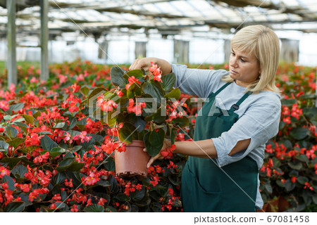 Female florist in apron working with red begonia plants in pots in hothouse 67081458