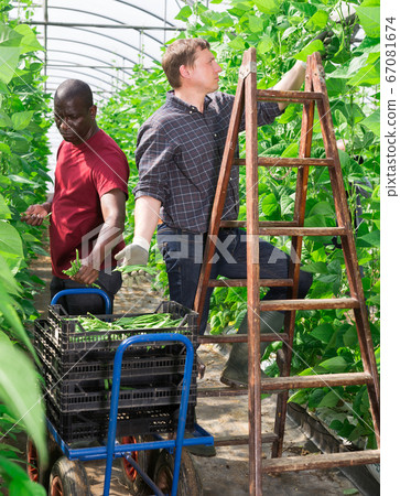 Two hired workers harvest green beans in greenhouse Two hired workers harvest green beans in greenhouse 67081674