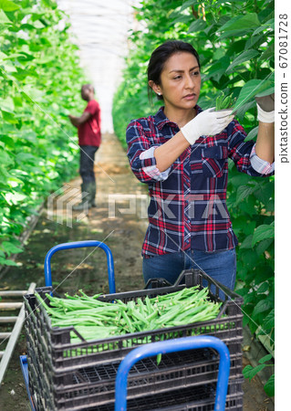 Latina harvesting ripe bean in farm glasshouse Latina harvesting ripe bean in farm glasshouse 67081728