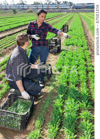 Latin american farm workwoman talking to coworker on field Latin american farm workwoman talking to coworker on field 67081856