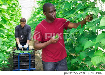 African american male gardener with beans in a greenhouse African american male gardener with beans in a greenhouse 67081902