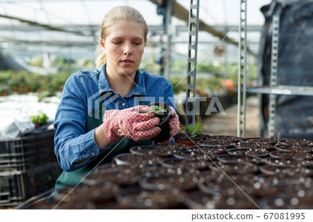 Positive young woman gardener seeding peppermint seedlings in pot at greenhouse Positive young woman gardener seeding peppermint seedlings in pot at greenhouse 67081995