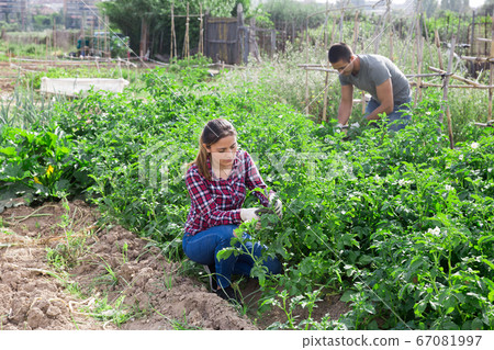 Young woman gardener during working with potatoes bushes Young woman gardener during working with potatoes bushes 67081997
