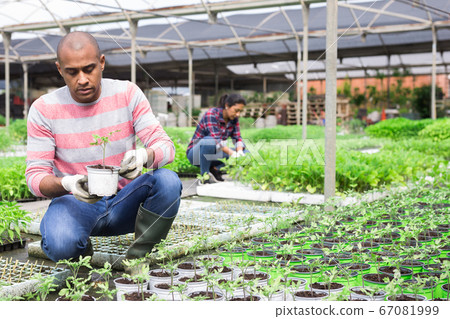 Hispanic horticulturist checking tomato seedlings grown in hothouse Hispanic horticulturist checking tomato seedlings grown in hothouse 67081999