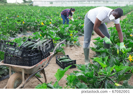 Confident hired employee harvesting zucchini 67082001
