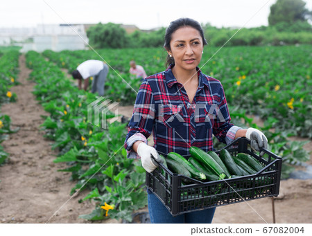 Latin woman helps man to harvest zucchini 67082004