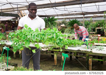 African american worker holding box with cucumber sprouts 67082026