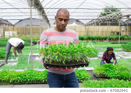 Latina man worker with seedlings in greenhouse Latina man worker with seedlings in greenhouse 67082041