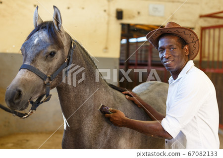 Man caring for horse with electric trimmer Man caring for horse with electric trimmer 67082133