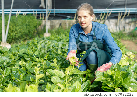 Young woman gardener in apron working with Malabar spinach Young woman gardener in apron working with Malabar spinach 67082222