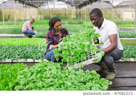 Woman helps male gardener take care of cucumber sprouts Woman helps male gardener take care of cucumber sprouts 67082223