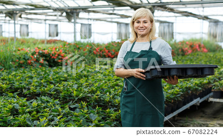 Mature woman gardener choosing euphorbia pulcherrima in pot Mature woman gardener choosing euphorbia pulcherrima in pot 67082224