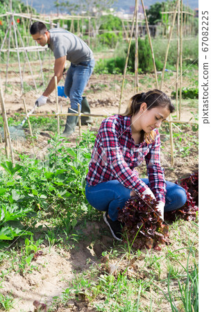 Female latino farmer checks the growth of red lettuce Female latino farmer checks the growth of red lettuce 67082225
