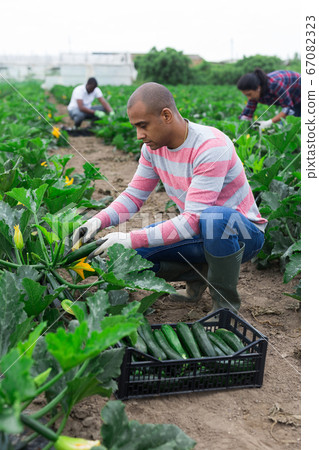 Latin american farm worker gathering crop of courgettes 67082323
