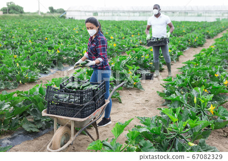 Farm workers in medical masks harvesting zucchini 67082329