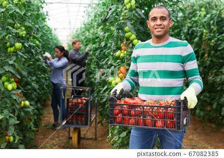 Latin American man carrying box with tomatoes in hothouse Latin American man carrying box with tomatoes in hothouse 67082385