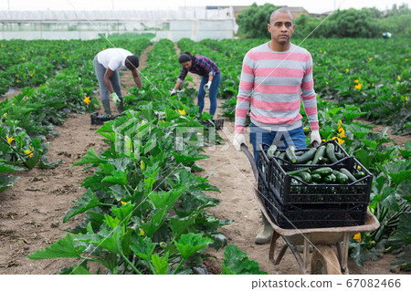Latin american farm worker pushing wheelbarrow with courgettes 67082466