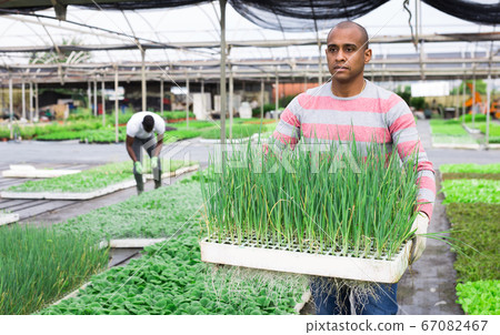 Portrait of an indian worker growing onion in greenhouse 67082467
