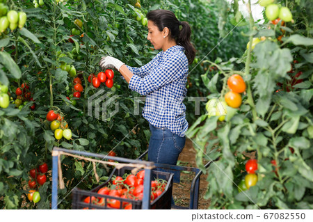 Female latino farmer puts red tomatoes in plastic box for sale 67082550