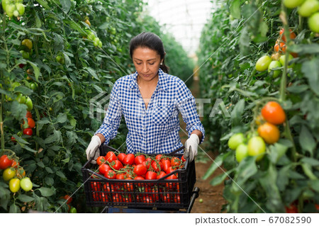 Female latino farmer puts red tomatoes in plastic box for sale 67082590