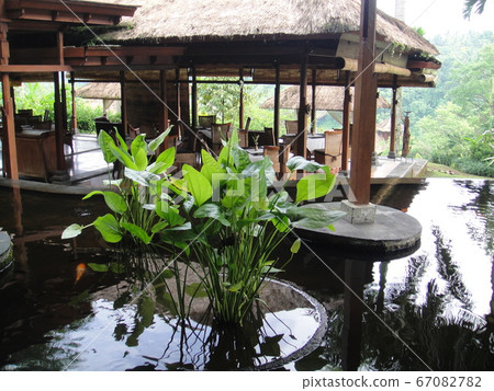 garden 67082782