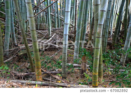 53歲的谷淺山華嚴寺,秋葉(岐阜縣I美郡比美川町谷g) 53歲的谷淺山華嚴寺,秋葉(岐阜縣I美郡比美川町谷g) 67082892