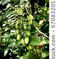 Young power 67083205