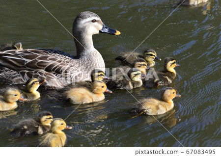 Duckling chicks in the pond 67083495
