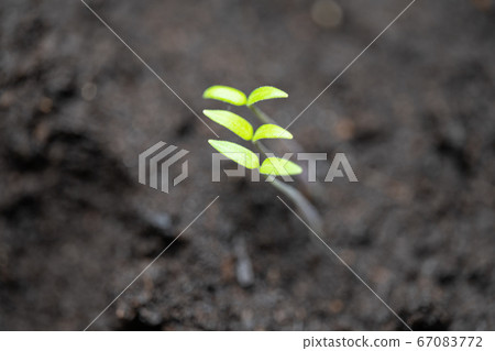 小西紅柿的萌芽 67083772