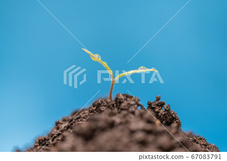 櫻桃番茄的發芽 櫻桃番茄的發芽 67083791