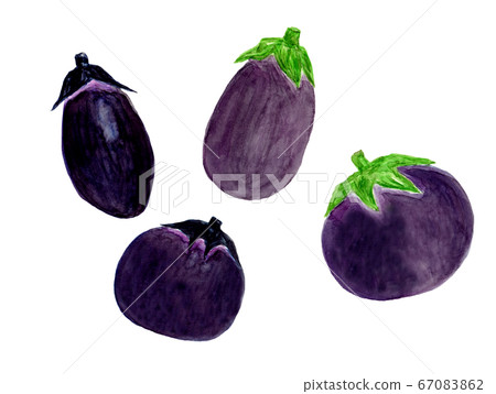 大米茄子和圓形茄子(水彩) 大米茄子和圓形茄子(水彩) 67083862