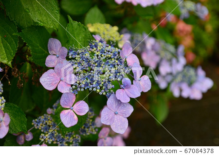 Flowers in the rainy season, forehead hydrangea, Miyagi Prefecture 67084378