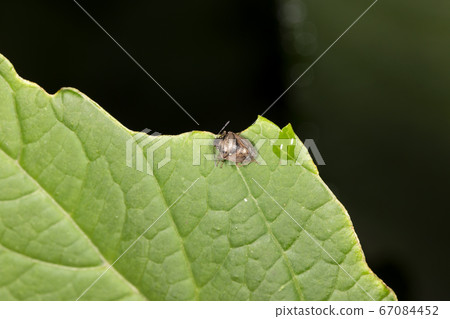 Shilohoshi bug 67084452
