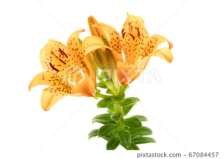 百合maculatum 67084457