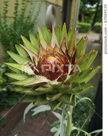 Big flowers 67084539