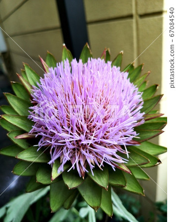 Big flowers 67084540
