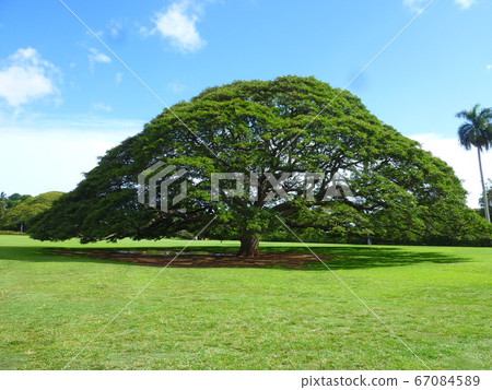 夏威夷 夏威夷 67084589