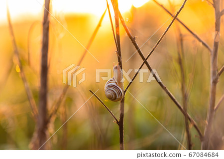 Snail in the grass at spring dawn. Snail in the grass at spring dawn. 67084684
