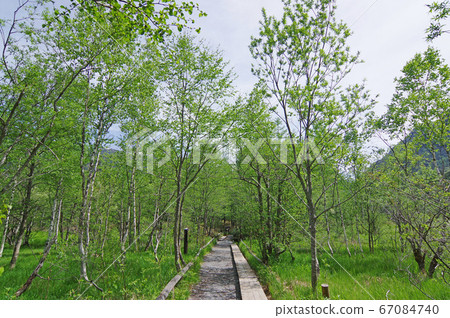 上高地人行道 上高地人行道 67084740