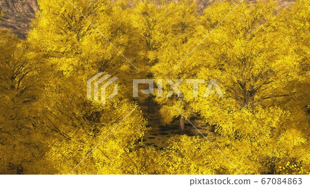 Aspen valley in Colorado during Autumn 67084863