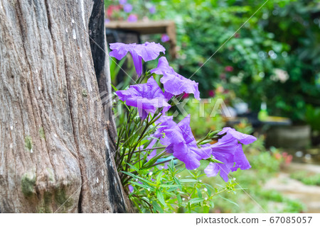 Purple Ruellia tuberosa flowers 67085057