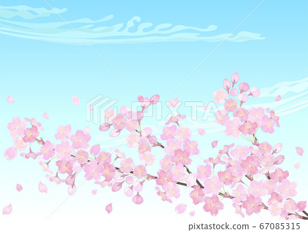 裝飾背景櫻桃花和藍藍的天空 67085315