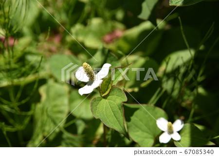 Fukuoka flower in full bloom 67085340