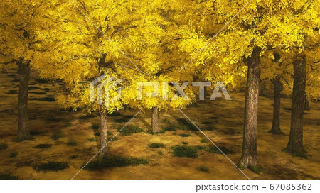 Aspen valley in Colorado during Autumn 67085362