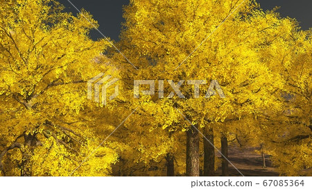 Aspen valley in Colorado during Autumn Aspen valley in Colorado during Autumn 67085364