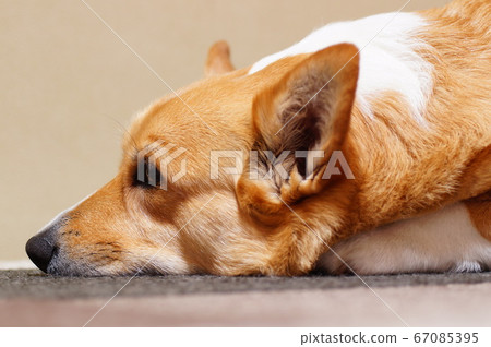 Corgi profile Corgi profile 67085395