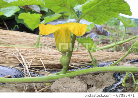 Pumpkin's Female Flower 67085471