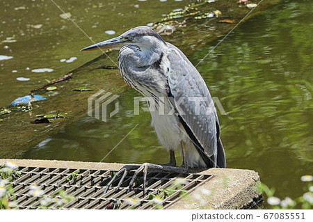 [野鳥] Sa市城市公園的蒼鷺蒼鷺 67085551