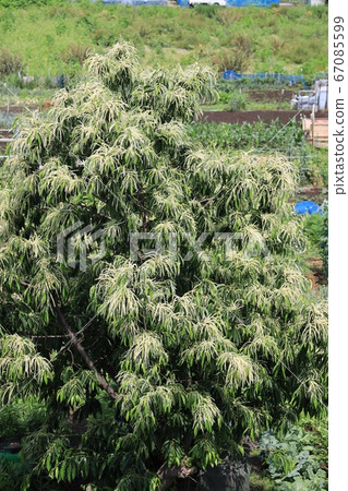 Chestnut tree flower 67085599