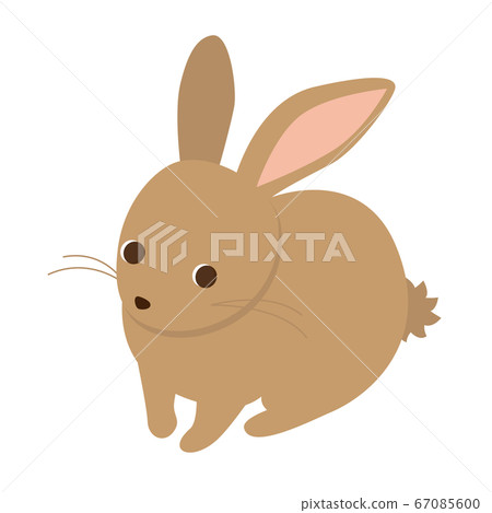 Rabbit with a good eye Rabbit with a good eye 67085600